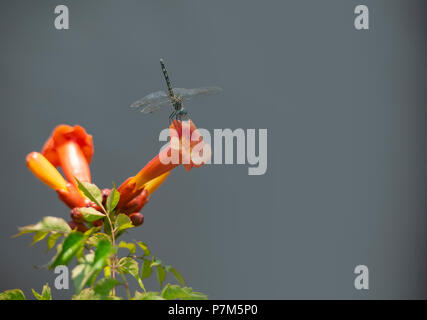 Una libellula posatoi sul bordo di un'arancia, tubolare, tromba fiore di vite a Blackwater National Wildlife Refuge in Maryland. Foto Stock