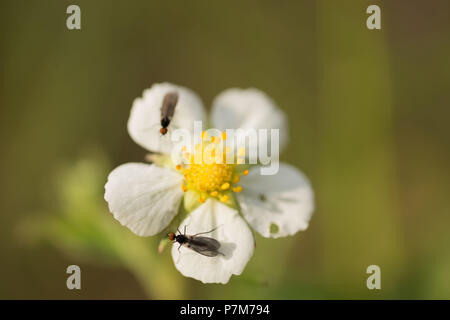 Fioritura di fragole selvatiche su una foresta naturale bacground verde Foto Stock