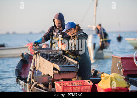 Sacca di Scardovari, Porto Tolle, provincia di Rovigo, Delta del Po Veneto, Italia, Europa Foto Stock