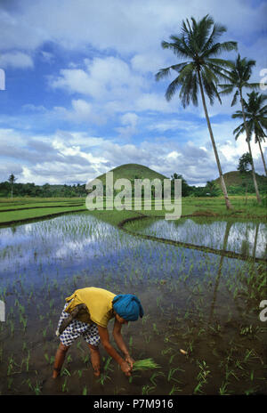 Donna di piantare il riso nella Chocolate Hills, Bohol Foto Stock