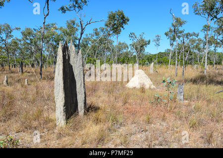 Vista del magnetico e cattedrale termite tumuli, Cape York Peninsula, estremo Nord Queensland, FNQ, QLD, Australia Foto Stock