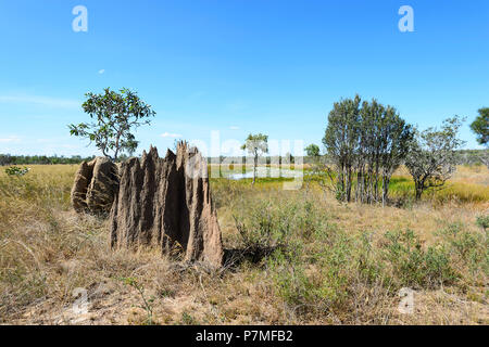 Vista di termite magnetico tumuli di fronte alle zone umide con ninfee, Cape York Peninsula, estremo Nord Queensland, FNQ, QLD, Australia Foto Stock