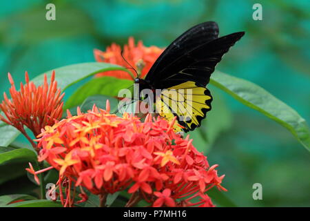 La vita al Parco delle Farfalle, Kuala Lumpur, Malesia Foto Stock