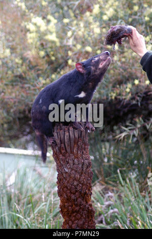 Diavolo della Tasmania (Sarcophilus harrisii) essendo alimentato a mano, Wildlife Park, Tasmania, Australia. Il diavolo è un simbolo iconico della Tasmania. Foto Stock