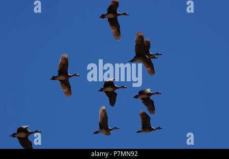 Le anatre fischianti o arboree sono una sottofamiglia, Dendrocigninae, della famiglia di uccelli anatidae, dell'oca e del cigno. Visto qui inflight contro un blu Foto Stock