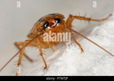 Ritratto di tedesco scarafaggio (Blattella germanica) Foto Stock