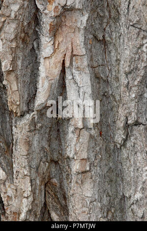 Rhytidome della capra Willow (Salix caprea) Foto Stock