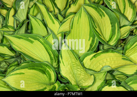 Foglie di Piantaggine Lily (Hosta cultivar Orange marmellata) Foto Stock