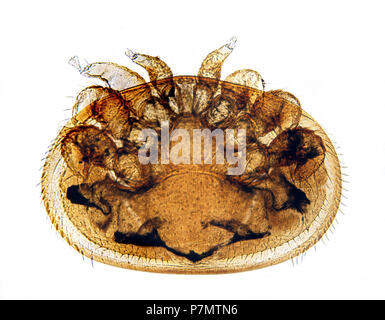 Microphoto della femmina di ape parassita (acaro Varroa destructor) Foto Stock