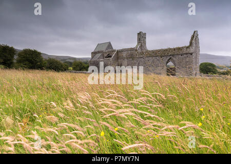 Campi di grano orecchie intorno Corcomroe Abbey, Burren, County Clare, Irlanda Foto Stock