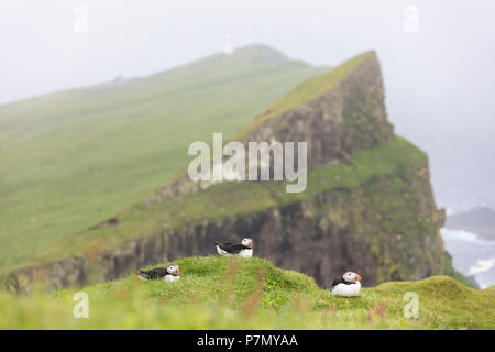 Atlantic pulcinelle di mare sulle scogliere, isola Mykines, Isole Faerøer, Danimarca Foto Stock