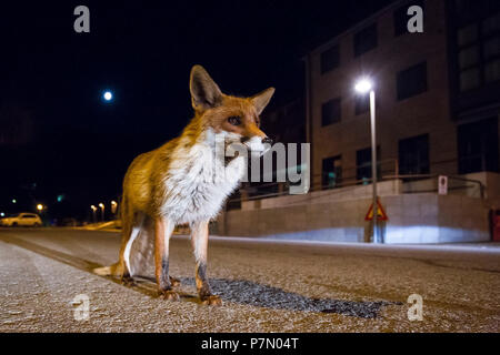 Urban Fox, appennino italiano, Emilia Romagna, Italia, Europa Foto Stock