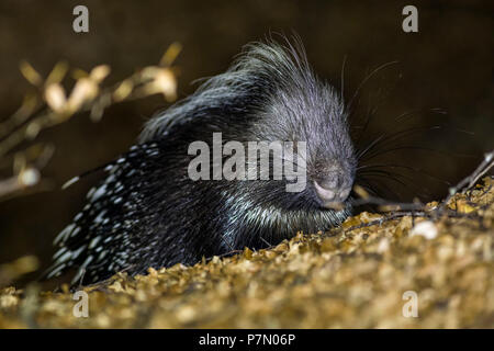 Porcupine nel bosco di notte, appennino italiano, Emilia Romagna, Italia, Europa Foto Stock