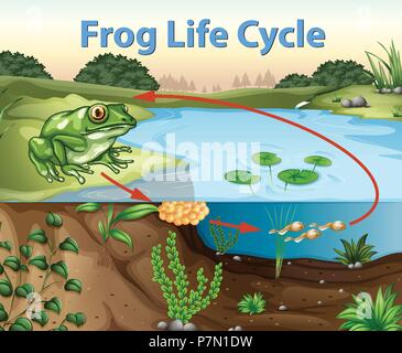 La scienza della vita di rana illustrazione del ciclo Illustrazione Vettoriale