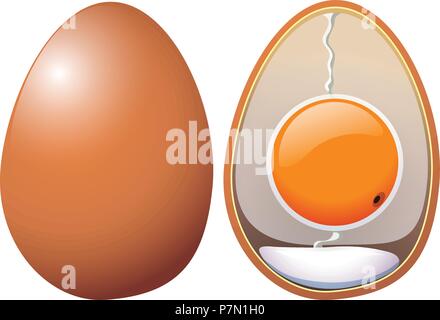 Un uova di gallina anatomia illustrazione Illustrazione Vettoriale