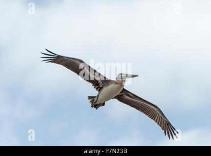 Immaturo pellicano bruno Flying Overhead in Santee riserva costiera in Carolina del Sud Foto Stock