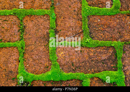 Verde muschio cresce tra la pavimentazione di mattoni creando un pattern rettangolare. Foto Stock