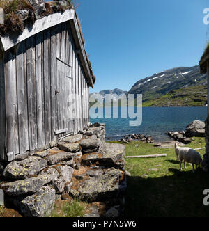 Vecchio tappeto erboso norvegese capanna del tetto sulle alte brughiere sopra Sognefjord a Gaularfjellet, Norvegia. Foto Stock