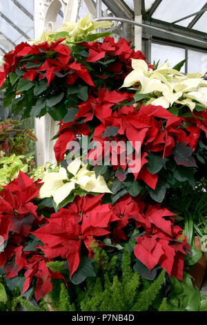 Poinsettia rossa e bianca (Euphorbia pulcherrima) in cestini appesi Foto Stock