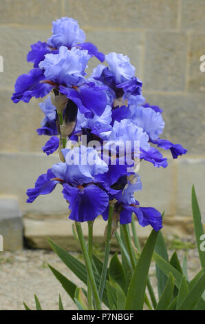Iris dal barbo blu (Iris germanica) che crescono in un giardino di campagna nella Tasmania, Australia. Foto Stock