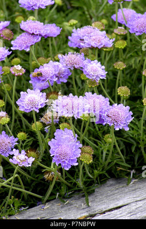 FIORI SPUGNOSI (SCABIOSA TRIANDRA) NOTI ANCHE COME SCABIOUS, SCABIOSA MERIDIONALE O SCABIOUS DOLCE. NUOVO GALLES DEL SUD, AUSTRALIA. Foto Stock