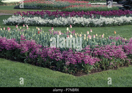 Letti orto di tulipani (Tulipa) e rosa e bianco Primula fiori, Nuovo Galles del Sud, Australia Foto Stock