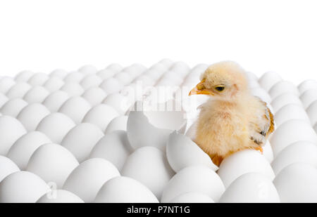 Un pollo giallo annidato su molti hen's-uova, su sfondo bianco, isolato Foto Stock