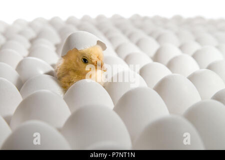 Un pollo giallo annidato su molti hen's-uova, su sfondo bianco, isolato Foto Stock