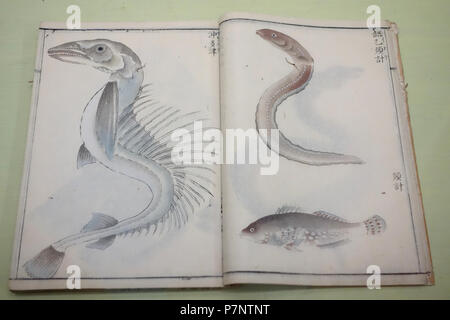 Inglese: presentano nel Museo Nazionale di Tokyo, Tokyo, Giappone. Questa illustrazione è vecchio abbastanza per fare in modo che esso sia in . Il 2 settembre 2013, 22:37:37 282 Storia Naturale dipinti compilato da Goto Kosei (1696-1771), datata 1757, una volta di proprietà di Kimura Kenkado, colore su carta - Museo Nazionale di Tokyo - DSC05457 Foto Stock