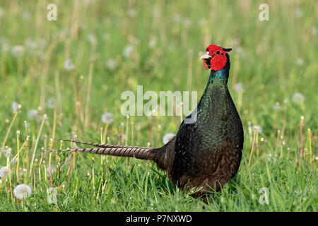 Fagiano (Phasianus colchicus), maschio in piedi in un prato, straordinaria piume scure, Burgenland, Austria Foto Stock