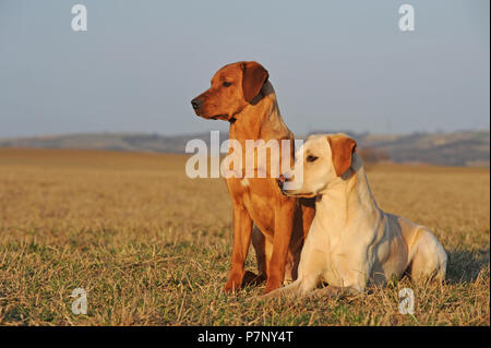 Il Labrador retriever giallo, due uomini seduti accanto a ogni altro in Prato Foto Stock