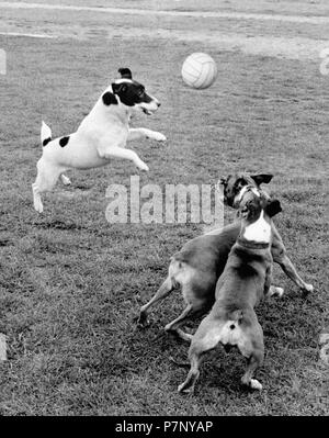 Jack Russell Terrier gioca a pallone con altri cani, Inghilterra, Gran Bretagna Foto Stock