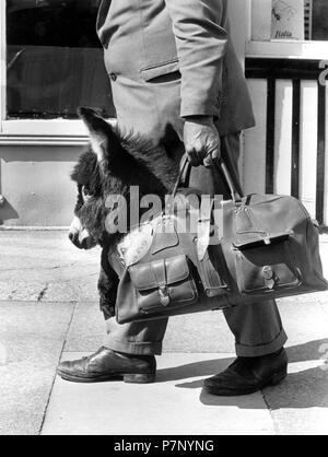 L'uomo porta un piccolo asino nella sua borsa, vista parziale, Inghilterra, Gran Bretagna Foto Stock