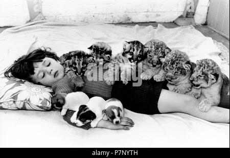 Piccoli predatori di gatti e Jack Russel Terrier cuddling con un ragazzo, Inghilterra, Gran Bretagna Foto Stock