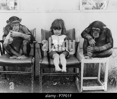 Due scimpanzé e una ragazza beve Coca Cola, Inghilterra, Gran Bretagna Foto Stock