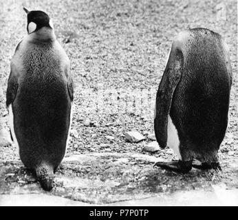 Penguin senza testa, Inghilterra, Gran Bretagna Foto Stock