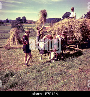 Il fieno raccolto, carro autocaricante con mucche, intorno al 1950, vicino a Freiburg, Germania Foto Stock