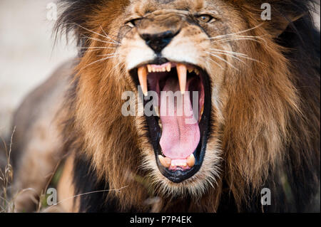 Arrabbiato leone ruggente, Kruger National Park, Sud Africa Foto Stock