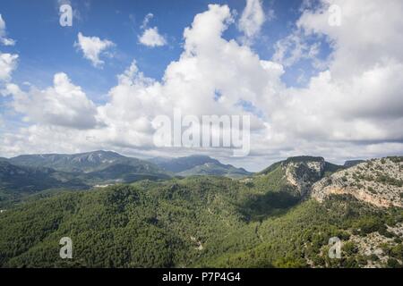 Pinar de Canet, Pinus halepensis, Esporles, Fita del Ram desde el Puig des Boixos, Sierra de Tramuntana, Maiorca, isole Baleari, Spagna. Foto Stock