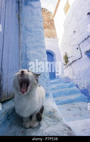 Gato en onu callejon azul, Chefchauen, -Chauen-, Marruecos, norte de Africa, continente africano. Foto Stock