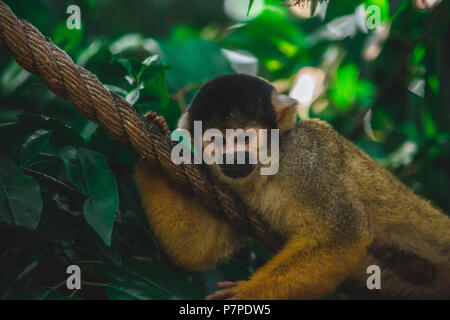 Monkey presso lo zoo di Londra. Foto Stock
