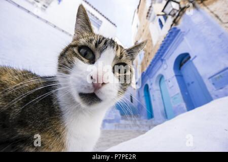 Gato en onu callejon azul, Chefchauen, -Chauen-, Marruecos, norte de Africa, continente africano. Foto Stock