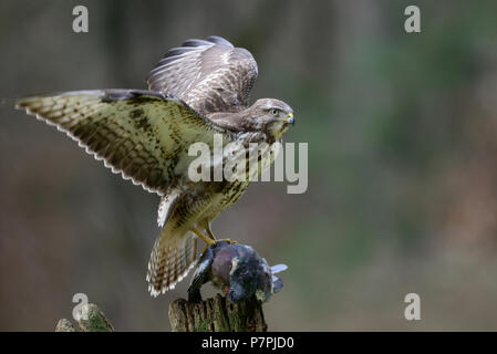 Comune poiana seduta con woodpigeon morto su di un legno, inverno, (Buteo buteo) Foto Stock