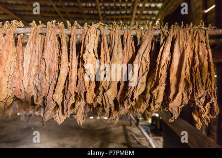Foglie di tabacco appesi per asciugare in vecchia capanna di essiccazione o capannone, tabacco farm in Vinales Valley, Pinar Del Rio, Cuba Foto Stock