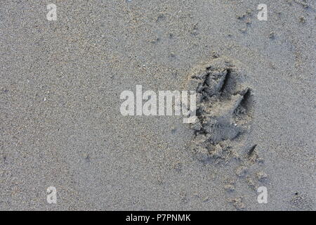 Immergiti nella bellezza serena della sabbia piatta della spiaggia con una giocosa impronta a mano, catturando ricordi gioiosi. Foto Stock