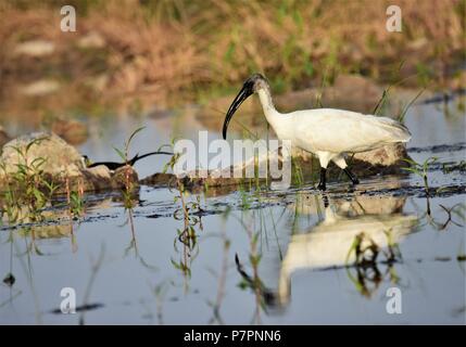 Testa nera IBIS IN TERRA di palude Foto Stock