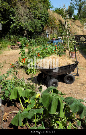 Un carro con paglia secca l'erba da utilizzare come un strame nel giardino che circonda l'avvizzimento sete piante nel 2018 canicola estiva in West Wales UK KATHY DEWITT Foto Stock