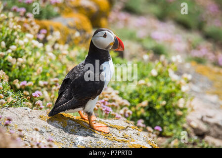 Irish Puffin da Saltee isola nella contea di Wexford - Irlanda Foto Stock