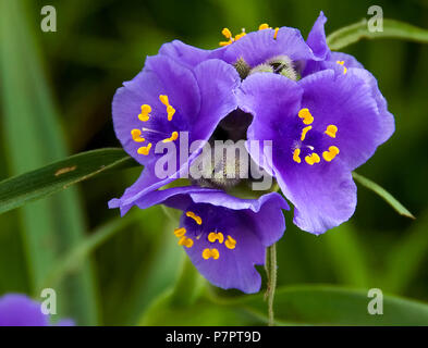 Viola Spiderwort Fiore con sfondo verde Foto Stock