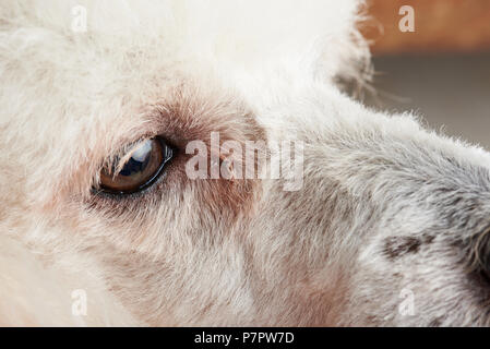 Close-up di cane con occhio congiuntivite. Infetti occhio di cane Foto Stock